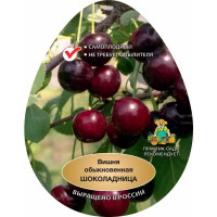 Вишня Шоколадница h220 см