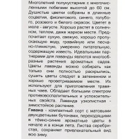 Лаванда узколистная Гавана h100 см