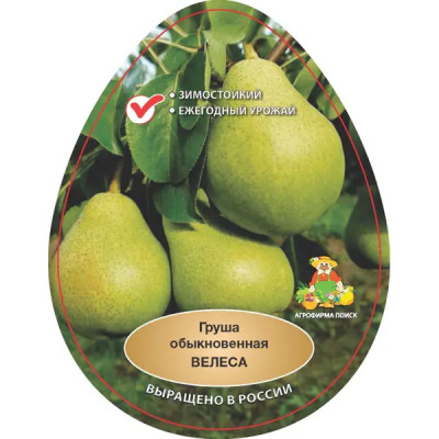 Груша Велеса h90 см