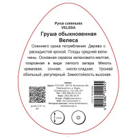 Груша Велеса h90 см