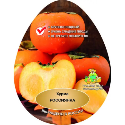 Хурма Россиянка сетка h200 см