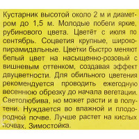 Гортензия метельчатая Ваниль Фрайз ø5 h35 см