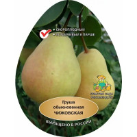 Груша Чижовская h220 см