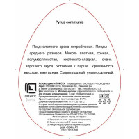 Груша Чижовская h220 см