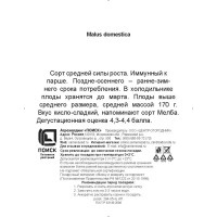 Яблоня колонновидная Есения h200 см в сетка Поиск Инвест