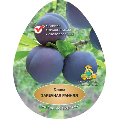 Слива Заречная ранняя h200 см в сетке Поиск Инвест