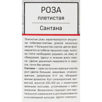 Роза плетистая Сантана h100 см