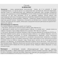 Клематис крупноцветковый Президент h200 см