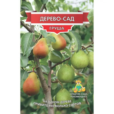 Груша Дерево сад Чижовская/Лада/Детская h180 см