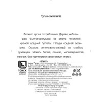 Груша Августовская сетка h180 см