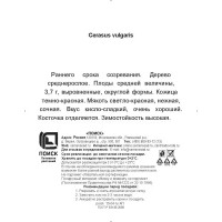 Вишня Десертная сетке h180 см