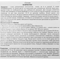 Клематис крупноцветковый Романтика ø5 h10 см