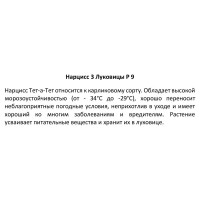 Нарцисс 3 луковицы ø9 h15 см