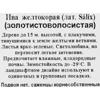 Ива декоративная в коробке