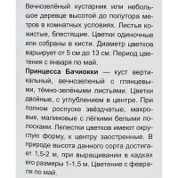 Камелия японская Принцесса Бачиокки h100 см
