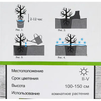 Камелия японская Принцесса Бачиокки h100 см