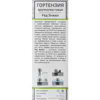Гортензия крупнолистовая Ред Энжел h100 см