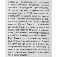 Гортензия крупнолистовая Ред Энжел h100 см