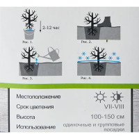 Гортензия крупнолистовая Ред Энжел h100 см