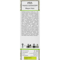 Ива тонкостолбиковая Маунт Асо ø5 h35 см