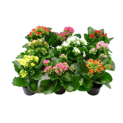 Каланхое микс ø8 h15 см