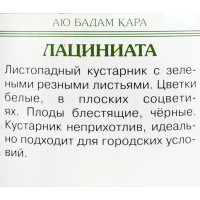 Бузина чёрная «Лациниата»