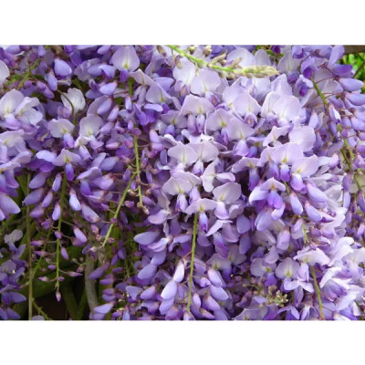 Глициния ø11 h15 - 20 см