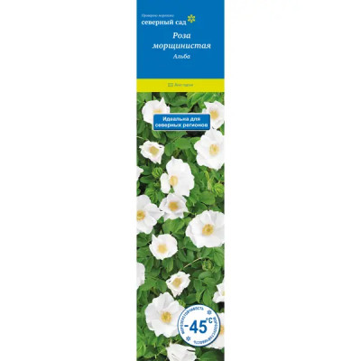 Роза морщинистая Альба h37 см