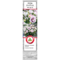 Роза флорибунда Айс Фо Ю ø5 h35 см