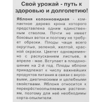 Яблоня колоновидная «Президент»