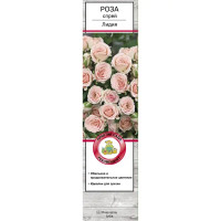 Роза спрей Лидия h70 см