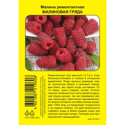 Малина ремонтантная Малиновая гряда пакет h39 см
