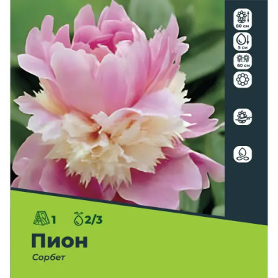 Пион Сорбет луковицы 2/3, 1 шт.