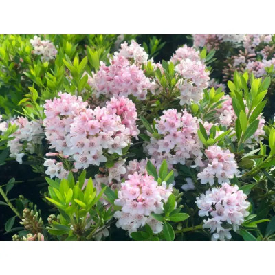 Рододендрон Блумбукс ø10.5 h15 см