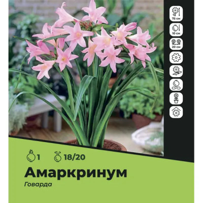 Амаркринум Говарда луковицы 18/20