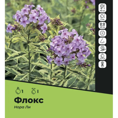 Флокс Нора Ли луковицы I
