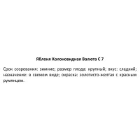 Яблоня колонновидная Валюта ø22 h70 см