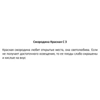 Смородина красная ø17 h80 см