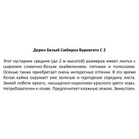 Дерен белыйв сортах (V2-3л.)