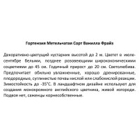 Гортензия метельчатая «Ваниль Фрайз» 15x20 см