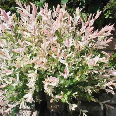Ива Хакуро Нишики 15x30 см