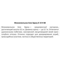 Можжевельник Блю Эрроу ø19 h50 см