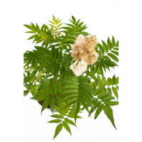 Рябинник рябинолистный Sem ø19 h30-45 см