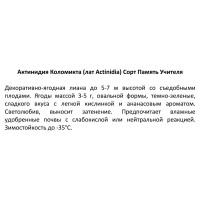 Актинидия микс ø15 h15 см