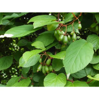 Актинидия микс ø15 h15 см