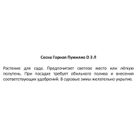 Сосна горная Пумилио h20 - 30 см