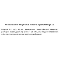Можжевельник чешуйчатый Холгер», С1