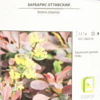 Барбарис Тунберга «Дартс Ред Леди» 2 л h20 см