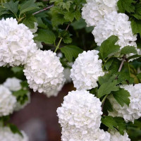 Калина «Буль Де Неж» С2 30 см