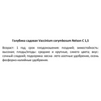Голубика Нельсон ø15 h35 см